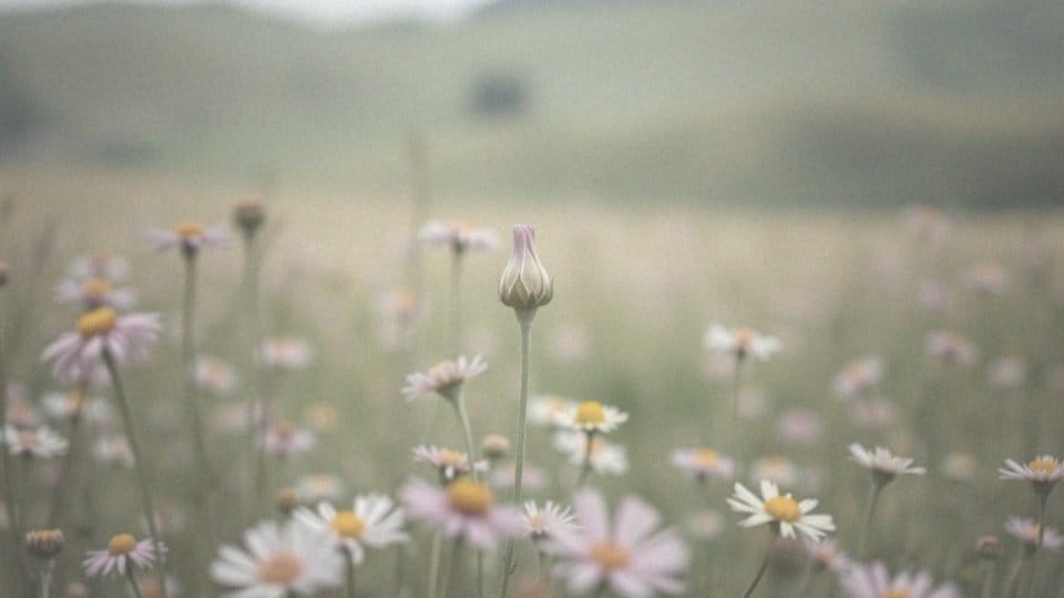 Cnotka – kto to? Definicja i cechy charakterystyczne