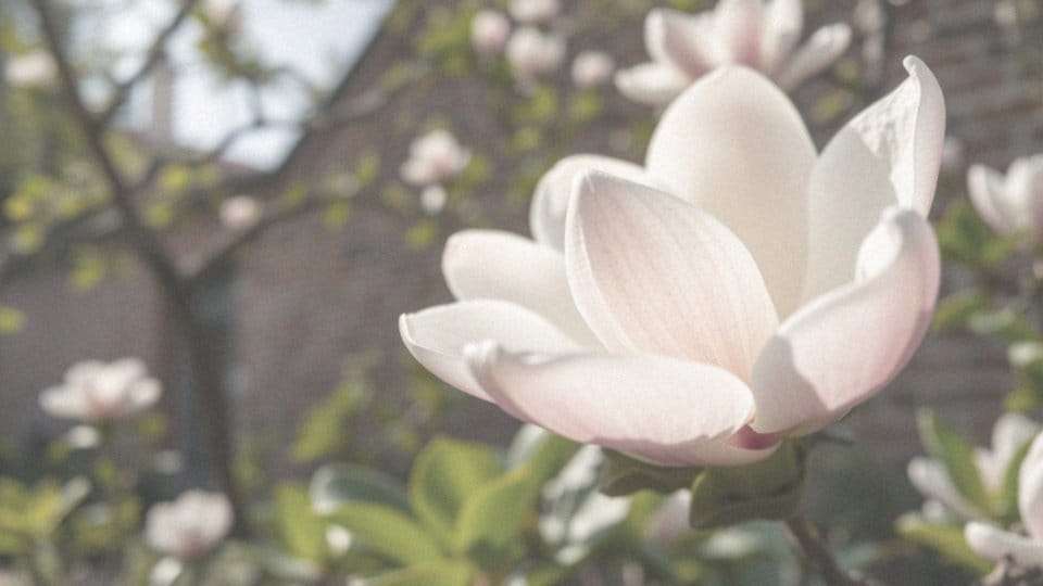 Jak wygląda magnolia? Cechy i piękno tej wyjątkowej rośliny