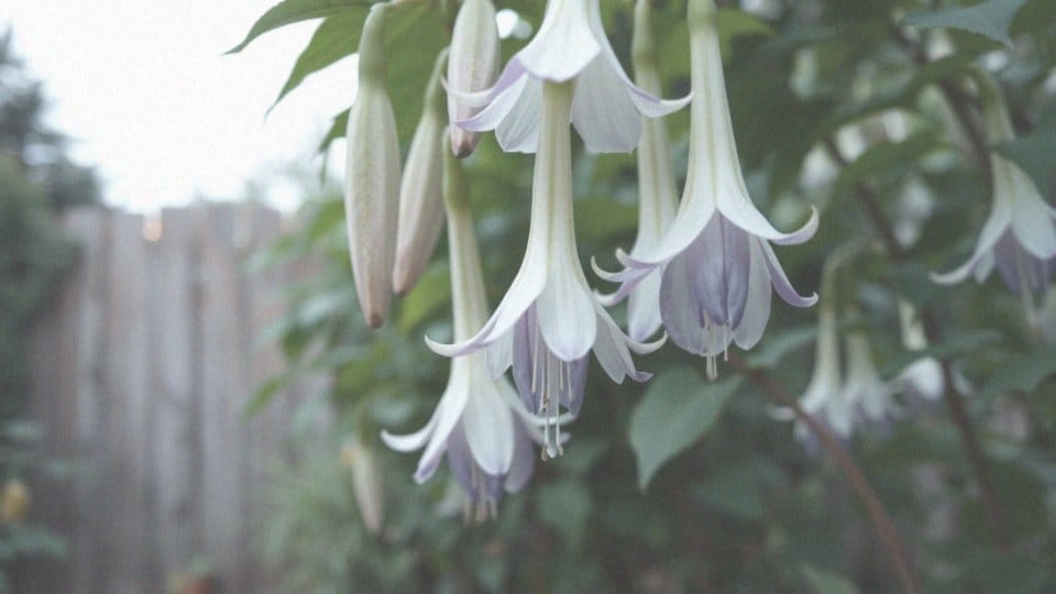 Kiedy kwitnie datura? Wszystko o jej cyklu kwitnienia